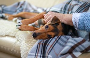 Vírus da esgana canina: sintomas, tratamento e transmissão