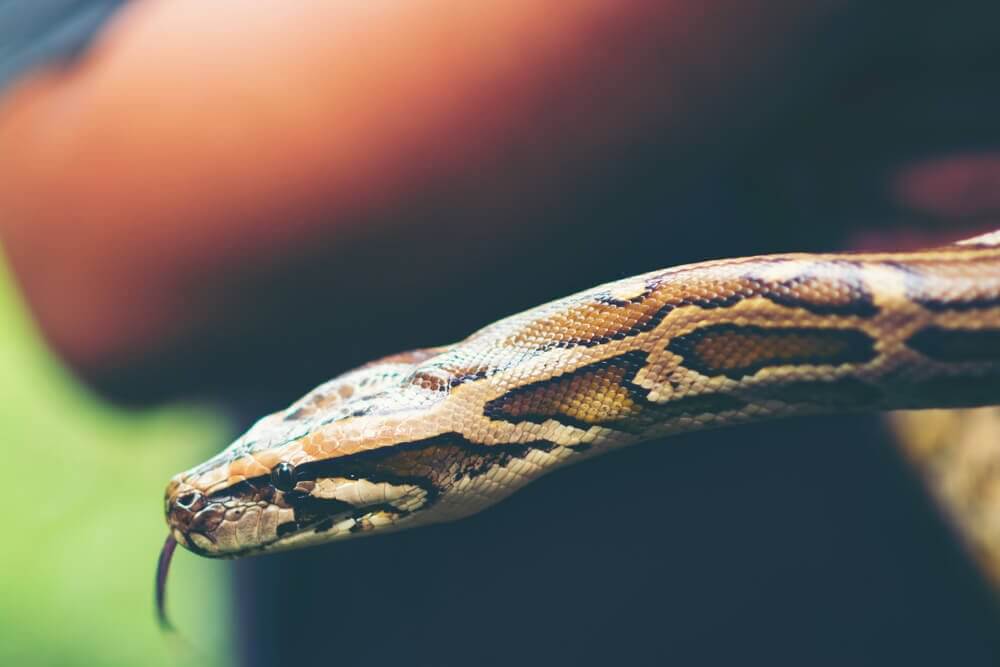 Há riscos em ter cobras como animais de estimação?