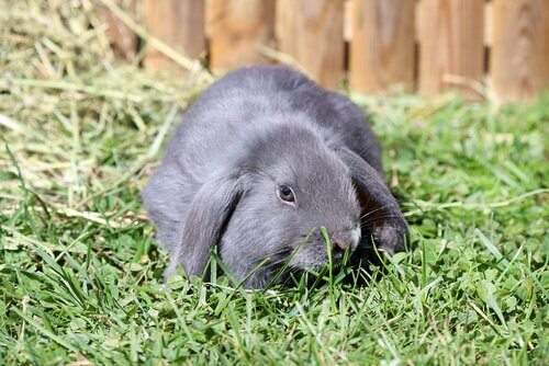 Alimentação do Coelho Belier