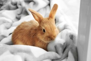 Coelhos anões: cuidados básicos e características