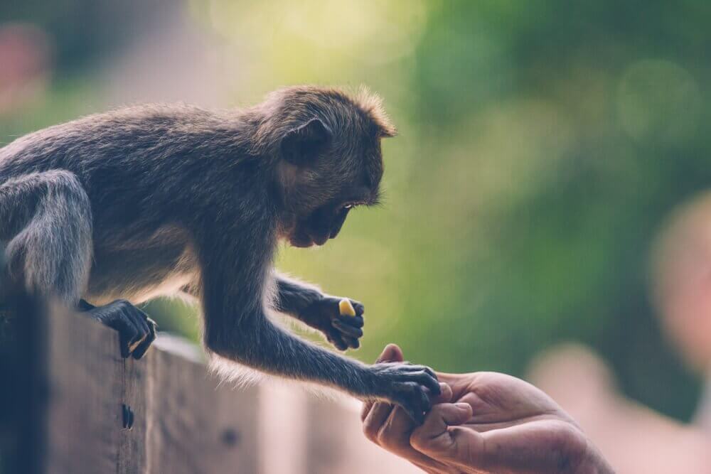 Humano alimentando macaco