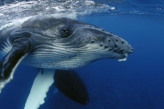 Como as baleias dormem sem se afogar?