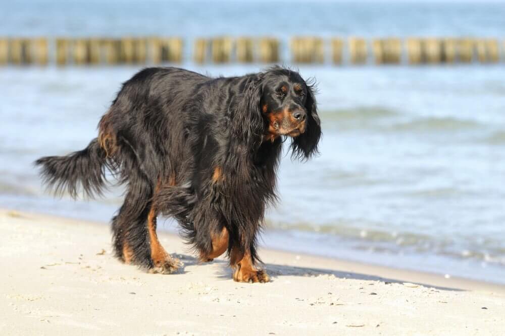 Setter gordon caminhando pela praia