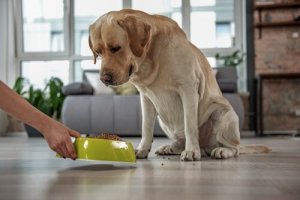 Sintomas para detectar a constipação em cachorros
