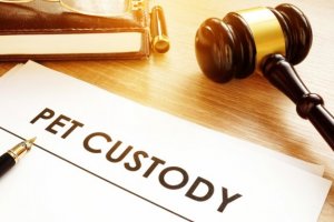 Prós e contras do contrato de adoção de um animal de estimação