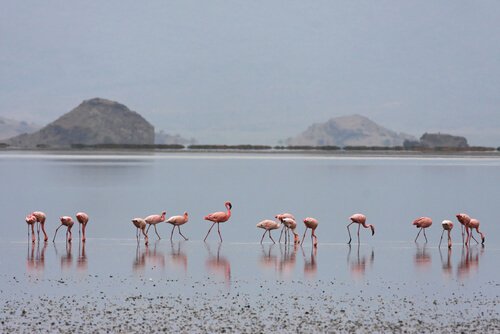 O segredo por trás da cor dos flamingos