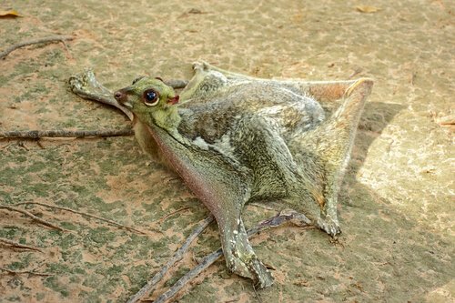 Corpo do galeopiteco