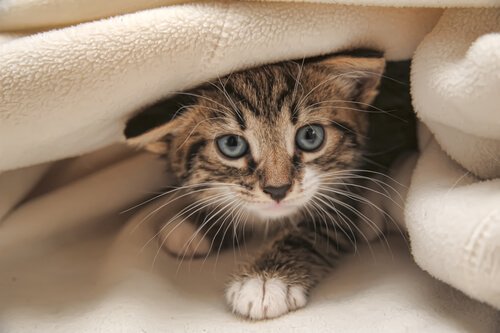 Gato escondido no cobertor
