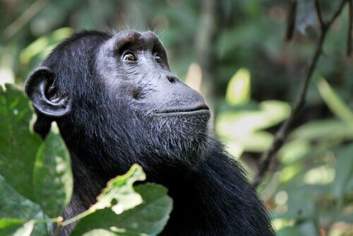 A cultura animal dos chimpanzés