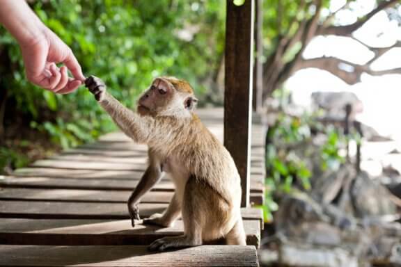 Os macacos roubam por nossa culpa. Saiba mais!