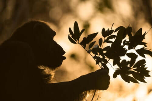 Chimpanzé segurando galho de folhas