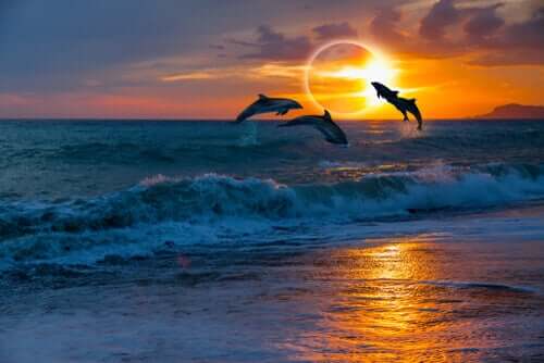 Golfinhos durante um eclipse