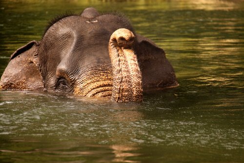 O elefante de Sumatra, outra espécie à beira da extinção