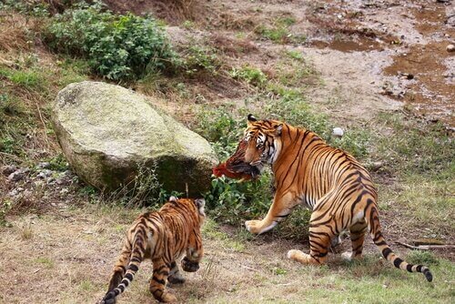 O tigre do sul da China e a caça predatória