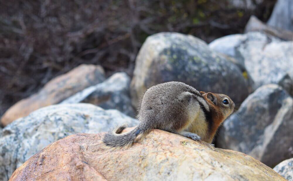 Esquilos de Richardson