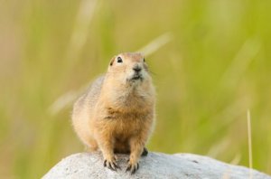 Esquilos de Richardson: características e habitat