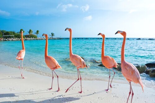 Onde os flamingos vivem