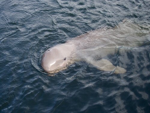 Comportamento e reprodução do golfinho de Irrawaddy