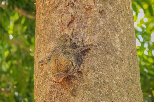 Galeopiteco camuflado em árvore