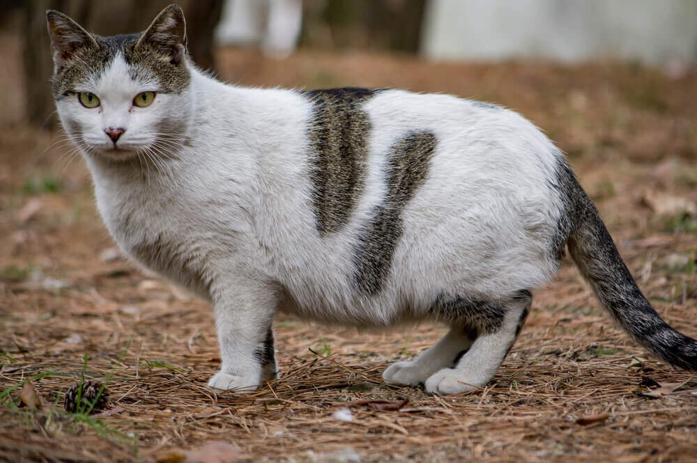 Gata esperando filhotes