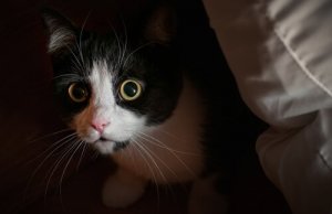 Tratamento da ansiedade em gatos