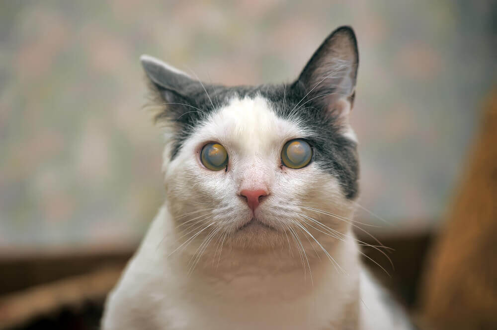 O que é o glaucoma em gatos?