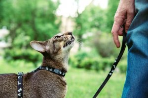 O seu gato precisa sair para passear?