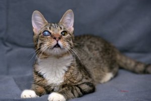 Glaucoma em gatos: causas, sintomas e tratamento