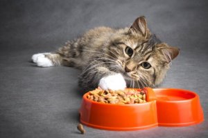 Sintomas para detectar a constipação em gatos