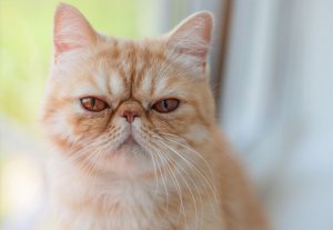 Gato exótico: comportamentos e características