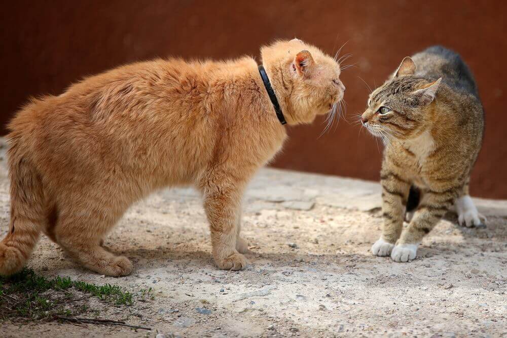 Briga entre gatos