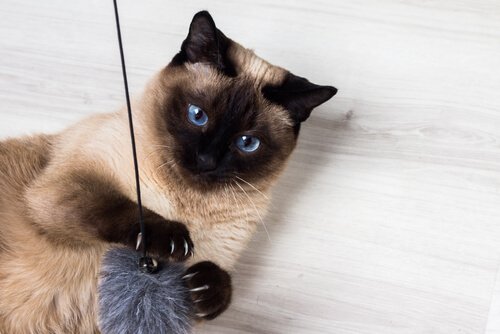 9 curiosidades sobre o gato siamês
