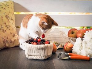 Frutas e vegetais proibidos para gatos
