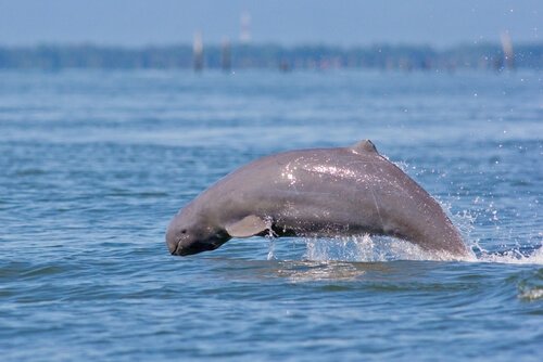 Características do golfinho de Irrawaddy