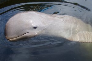 Comportamento do golfinho de Irrawaddy