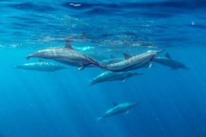 Mare Nostrum: por que cuidar dos oceanos é mais importante do que nunca