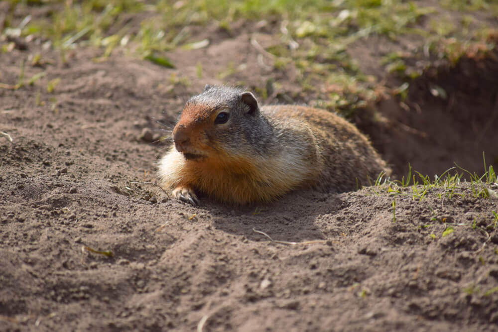 Esquilo de Richardson