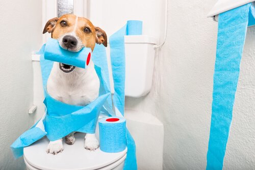 Cachorro brincando com papel higiênico