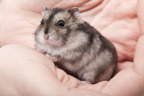 Hamster na mão de seu dono