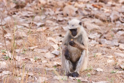 O langur de Hanuman, o deus macaco