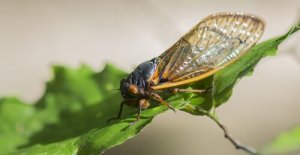 Qual é o inseto mais barulhento que existe?