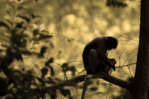 Os langures, macacos da montanha