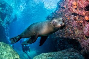 Uma doença está colocando os leões marinhos da Califórnia em risco