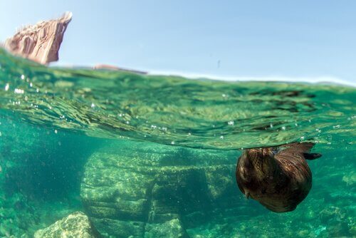 Leão marinho nadando