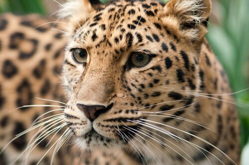 O leopardo-de-amur, o felino mais raro do planeta