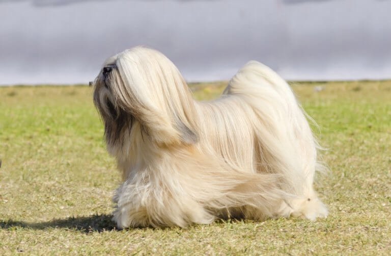 Características físicas do lhasa apso