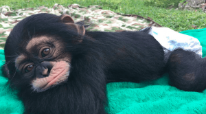O reencontro de um chimpanzé resgatado com os seus cuidadores não é o que parece