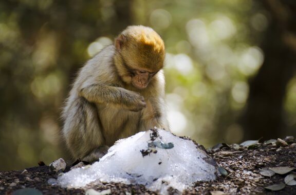 Macacos com mais amigos passam melhor o inverno