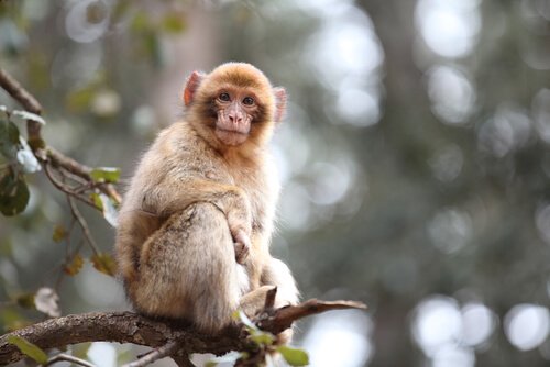Macaco em galho de árvore