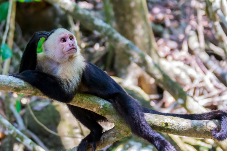 Comportamento e alimentação do macaco prego de cara branca